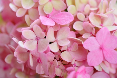 beautiful flowersの写真素材