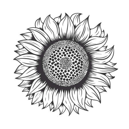 Sunflower line Art design on white background.vector illustration.のイラスト素材