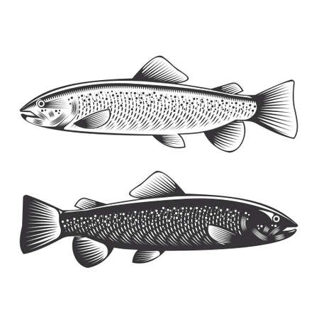 Trout Fish vintage drawing doodle line art illustration vector.