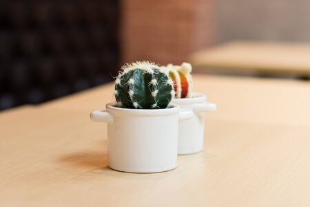 my cactusの写真素材