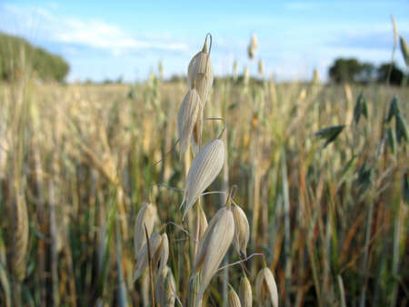 in a field