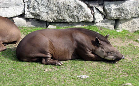 Tapir resting and thinking about his futureの写真素材