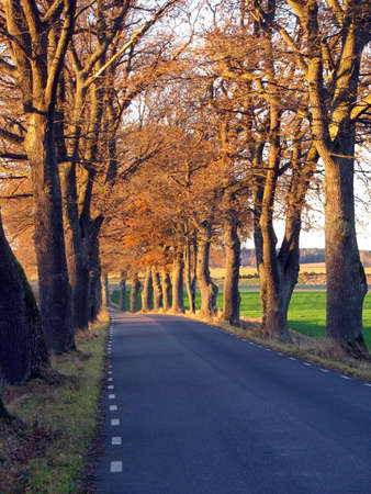 Tree avenue with old trees watching the road.の写真素材