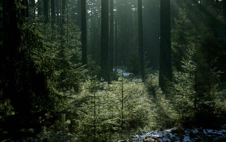 Magic forest in the winter with sunlight.
