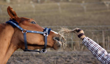 Beautiful horse gets feeded with some strawの写真素材