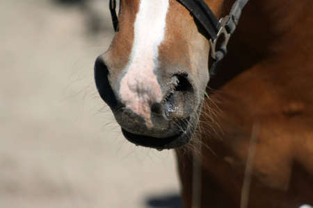 Muzzle from brown horse in close-upの写真素材