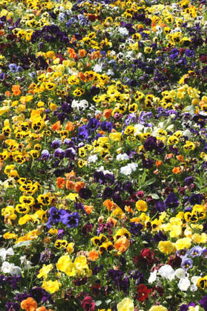 Pansies in a wide variety of colorsの写真素材
