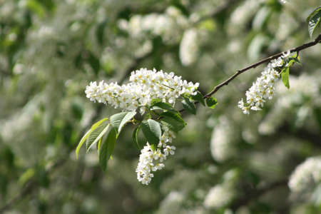 White bird cherry in the summerの写真素材
