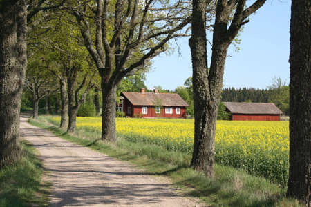 Tree alley with a red cottage by a fieldの写真素材