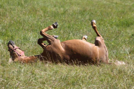 Brown horse rolling around on the groundの写真素材