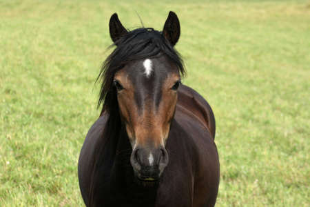 Beautiful brown horse on green lawn or meadow