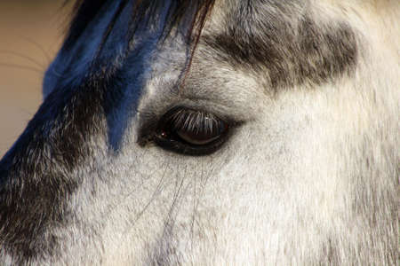 Eye on beautiful horse in close-upの写真素材