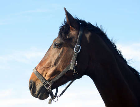 Dark brown horse with sky blue backgroundの写真素材