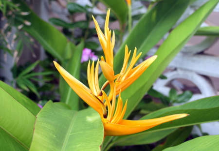 The flower Bird of Paradise, also known as Strelitzia reginae