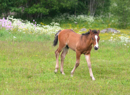 Cute fowl in a field with flowersの写真素材