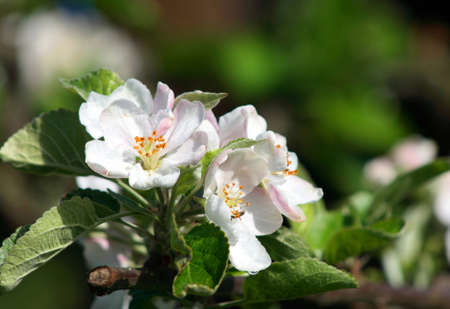 White apple flower in bloom with green leavesの写真素材
