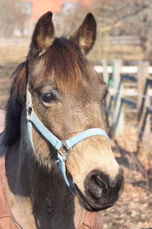 Beautiful brown horse with bachground in same colour toneの写真素材