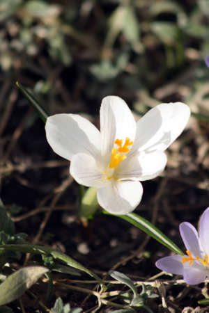 White crocus that lean towards the sun in the springの写真素材