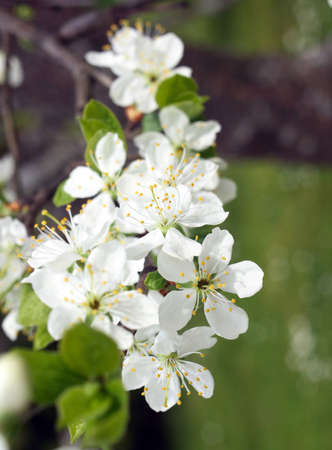 White apple flower in bloom with green leavesの写真素材