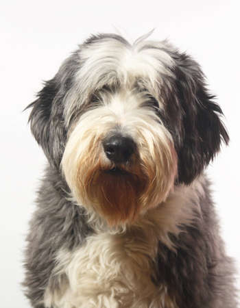Bearded collie on white background, hairy as usuallyの写真素材
