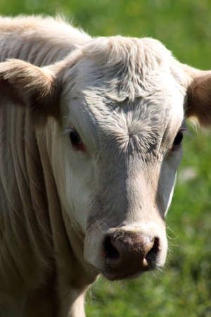 White cattle in close up looking towards the camera