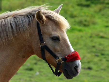 Brown horse wtih red halter with green backgroundの写真素材