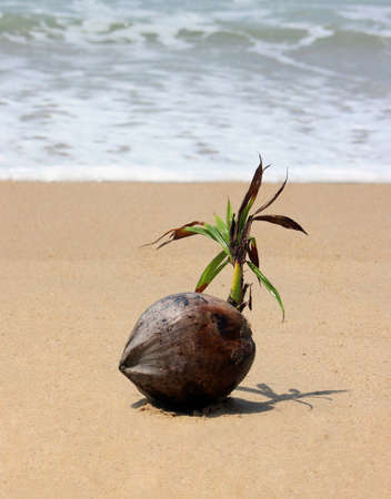 Coconut from palm tree by the oceanの写真素材