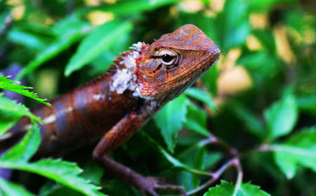 Lizard in a bush with green leavesの写真素材
