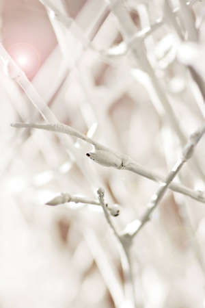 White branches in a harmony light as backgroundの写真素材