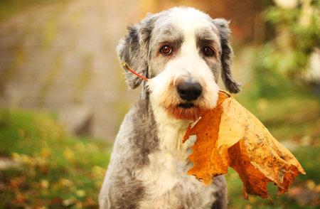 Bearded collie with a maple leaf in his mouthの写真素材