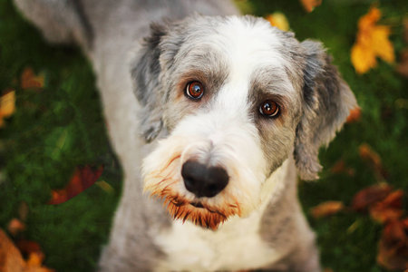Cute bearded collie in the grass with autumn leavesの写真素材