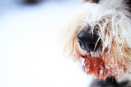 Dog nose covered with snow in the winterの写真素材