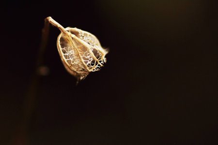 Wilted plant in close up with brown backgroundの写真素材