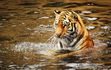 Tiger playing around in the water with focus on somethingの写真素材