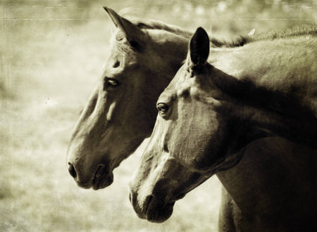 Two brown horses in love in vintage lookの写真素材