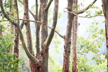 Jungle and rainforest with bark leaving the treeの写真素材