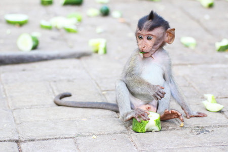 Long Tailed Macaque monkey baby eating greensの写真素材