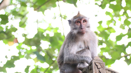 Long Tailed Macaque monkey, with geen laves in background