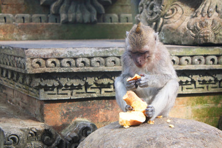 Long Tailed Macaque monkey, in temple eatingの写真素材