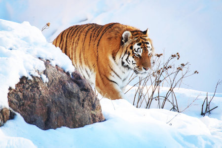 Tiger in the snow in the winterの写真素材