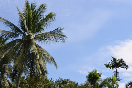 Nong Nooch Garden Pattayaの写真素材
