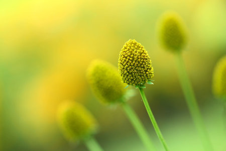 seed of flowers in depth of field on yellow backgroundの写真素材