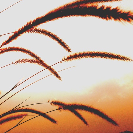 Feather plantの素材