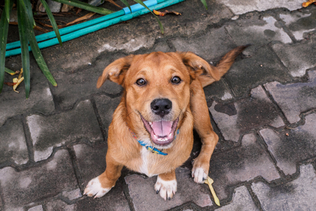 One dog sitting and happy after rain.の写真素材