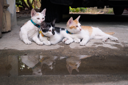 Three cats are looking at something. And their shadow in the water.の写真素材