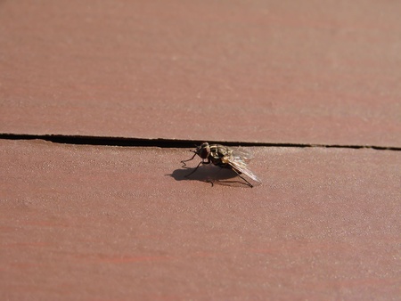 An Isolated Fly