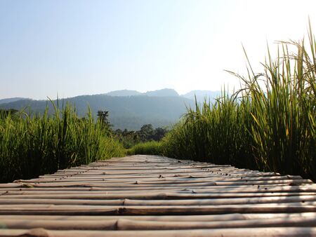 Rice field in Thailand backgroundの写真素材