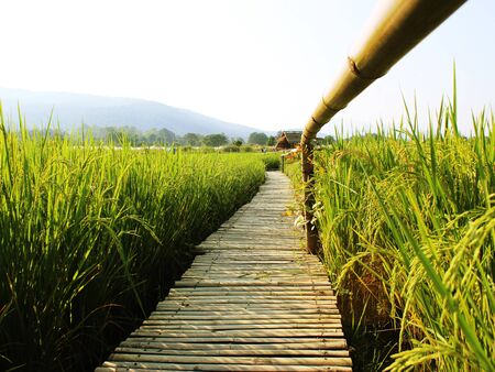 Rice field in Thailand backgroundの写真素材