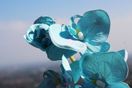 Orchid flower counterfeit background.の写真素材