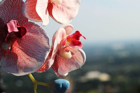 Orchid flower counterfeit background.の写真素材